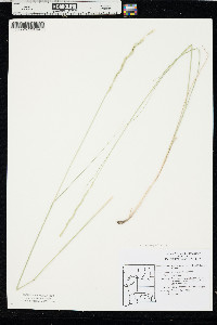 Pseudoroegneria spicata image