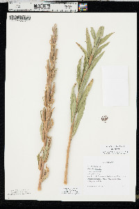 Oenothera villosa image