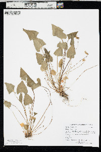 Viola nephrophylla image