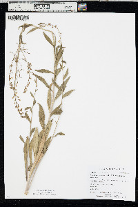 Borodinia canadensis image