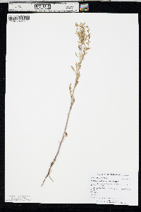 Rorippa sessiliflora image