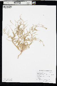 Chorispora tenella image