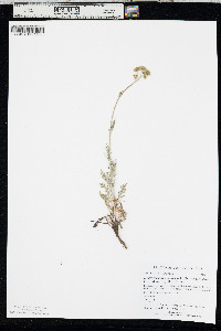 Hymenopappus scabiosaeus image