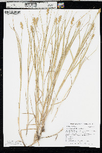 Carex cristatella image