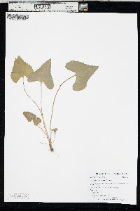Viola missouriensis image