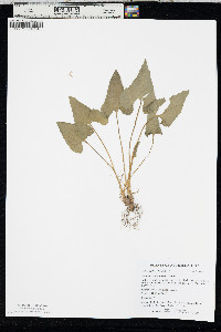 Viola missouriensis image