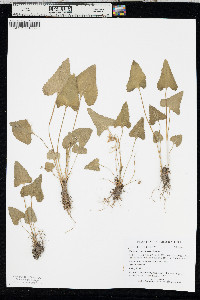Viola missouriensis image