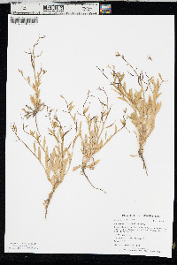 Chorispora tenella image