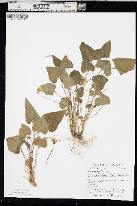 Viola missouriensis image