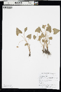 Viola nephrophylla image