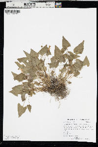 Viola nephrophylla image