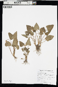 Viola missouriensis image