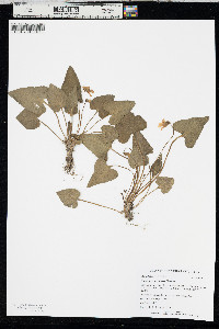 Viola missouriensis image