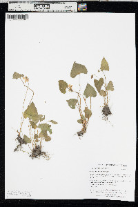 Viola nephrophylla image