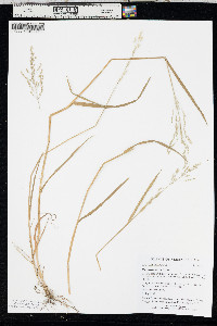 Poa sylvestris image