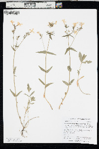 Phlox divaricata var. laphamii image
