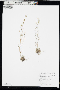 Arabidopsis thaliana image