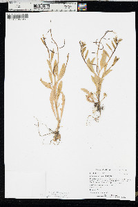 Chorispora tenella image