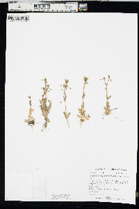 Cerastium brachypodum image