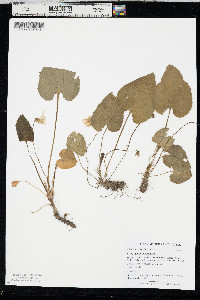 Viola communis image