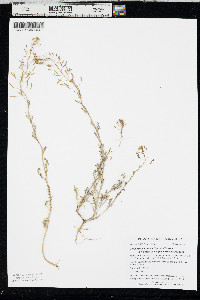Descurainia pinnata var. brachycarpa image