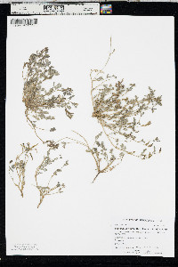 Corydalis micrantha image