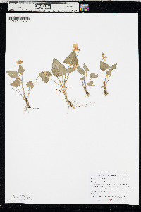 Viola nephrophylla image