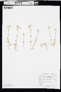 Cerastium brachypodum image
