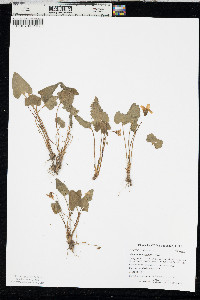 Viola missouriensis image