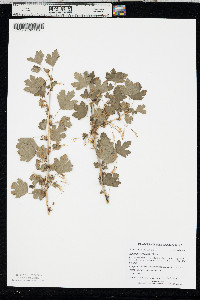 Ribes missouriense image
