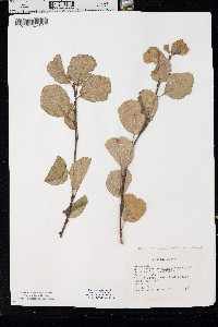 Amelanchier alnifolia image