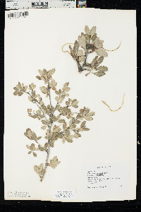 Cercocarpus montanus image