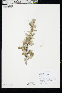 Cercocarpus montanus image