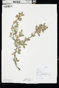 Cercocarpus montanus image