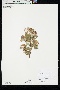Physocarpus monogynus image