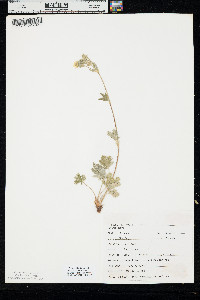Potentilla gracilis image