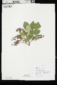 Prunus virginiana var. melanocarpa image