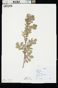 Rosa acicularis image