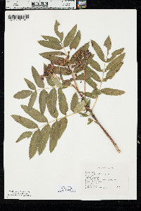 Sorbus scopulina image