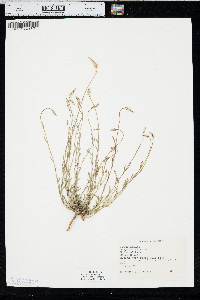 Polygala alba image