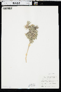 Phlox hoodii image