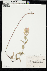 Monarda fistulosa var. mollis image