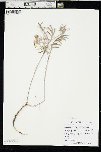 Oenothera serrulata image