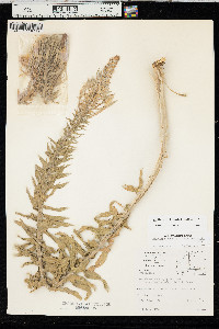 Oenothera rhombipetala image