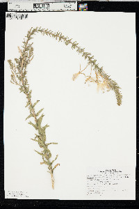 Oenothera rhombipetala image