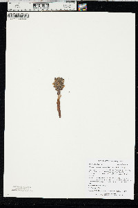 Orobanche ludoviciana image