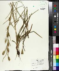 Liatris squarrosa image