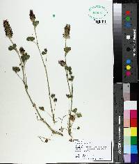 Trifolium incarnatum image