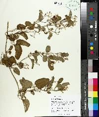 Clematis terniflora image