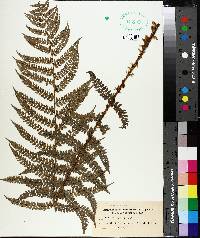 Polystichum setiferum image